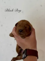 Penny’s Black Boy, a male Golden Retriever for sale in Seymour, MO – 2 of 2