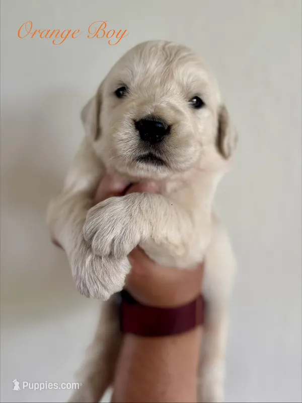 Chloe’s Orange Boy – English Cream Golden Retriever puppy for sale in Seymour, MO