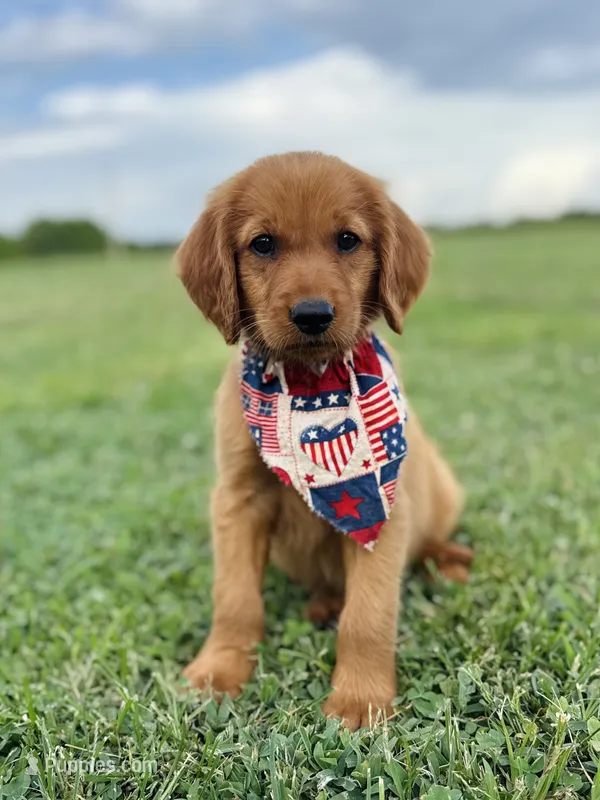 Penny’s Blue Boy – Golden Retriever puppy for sale in Seymour, MO