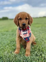 Penny’s Blue Boy, a male Golden Retriever for sale in Seymour, MO – 1 of 8