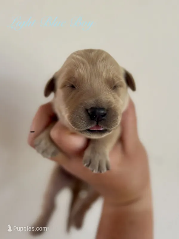 Poppy’s Light Blue Boy 🩵 – Golden Retriever puppy for sale in Seymour, MO