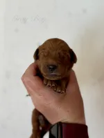 Penny’s Red Boy, a male Golden Retriever for sale in Seymour, MO – 2 of 2