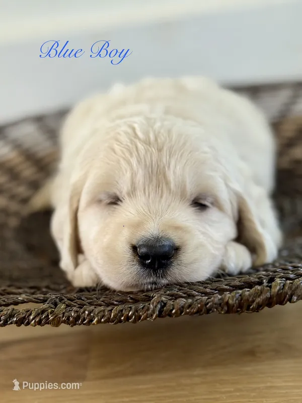 Chloe’s Blue Boy – English Cream Golden Retriever puppy for sale in Seymour, MO