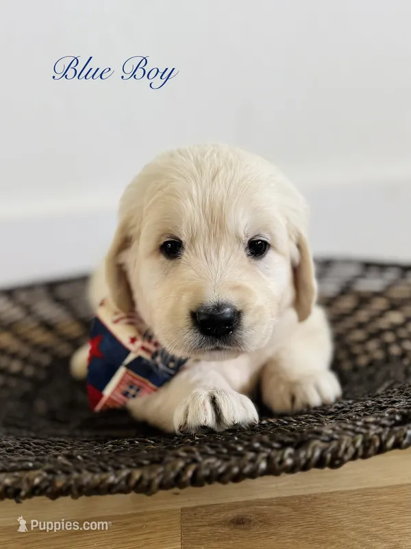 Chloe’s Blue Boy – English Cream Golden Retriever puppy for sale in Seymour, MO