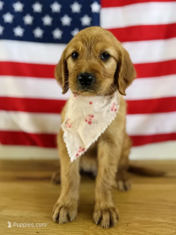 Penny’s Light Pink Girl – Golden Retriever puppy for sale in Seymour, MO