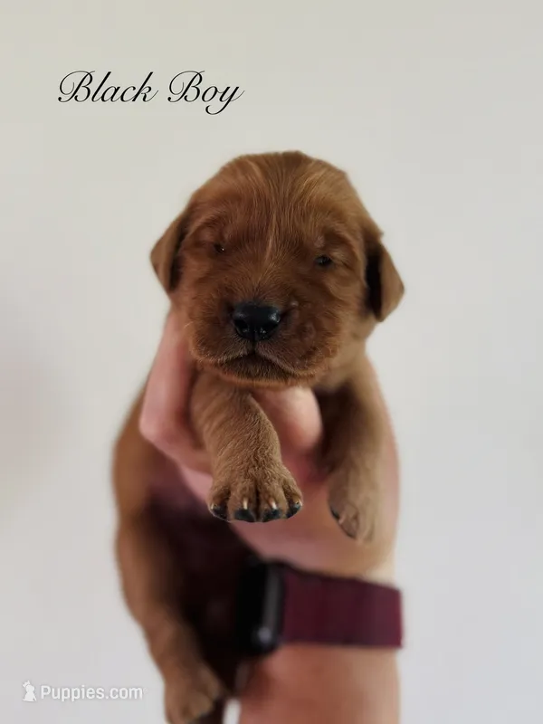 Penny’s Black Boy – Golden Retriever puppy for sale in Seymour, MO