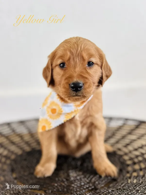 Penny’s Yellow Girl – Golden Retriever puppy for sale in Seymour, MO