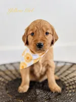 Penny’s Yellow Girl, a female Golden Retriever for sale in Seymour, MO – 1 of 5