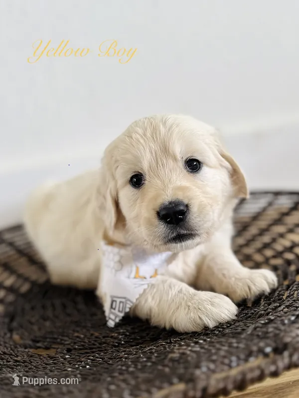 Chloe’s Yellow Boy – English Cream Golden Retriever puppy for sale in Seymour, MO