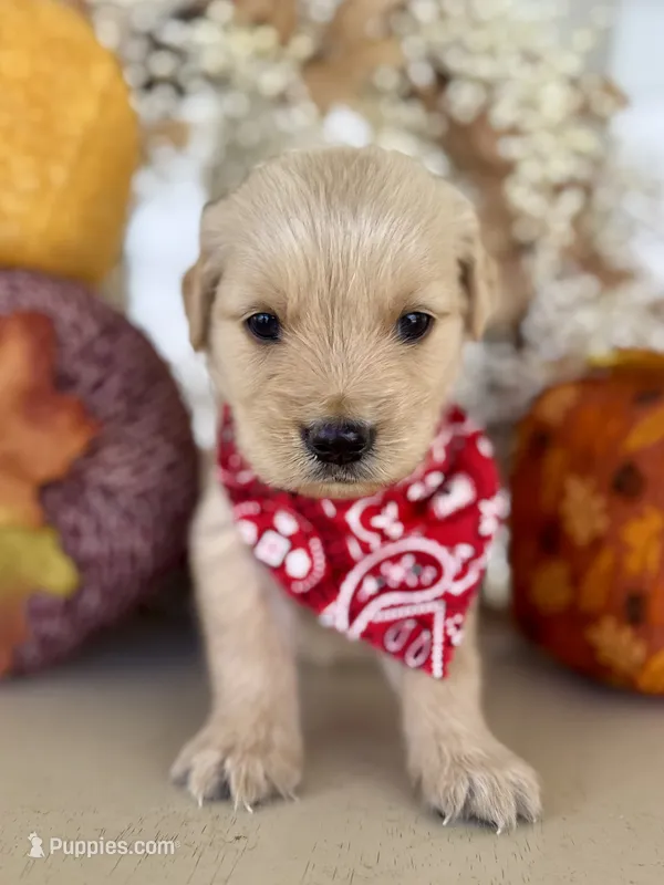 Piper’s Red Boy ❤️ – Golden Retriever puppy for sale in Seymour, MO
