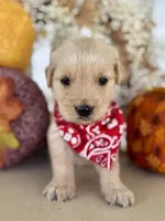 Piper’s Red Boy ❤️, a male Golden Retriever for sale in Seymour, MO – 3 of 7