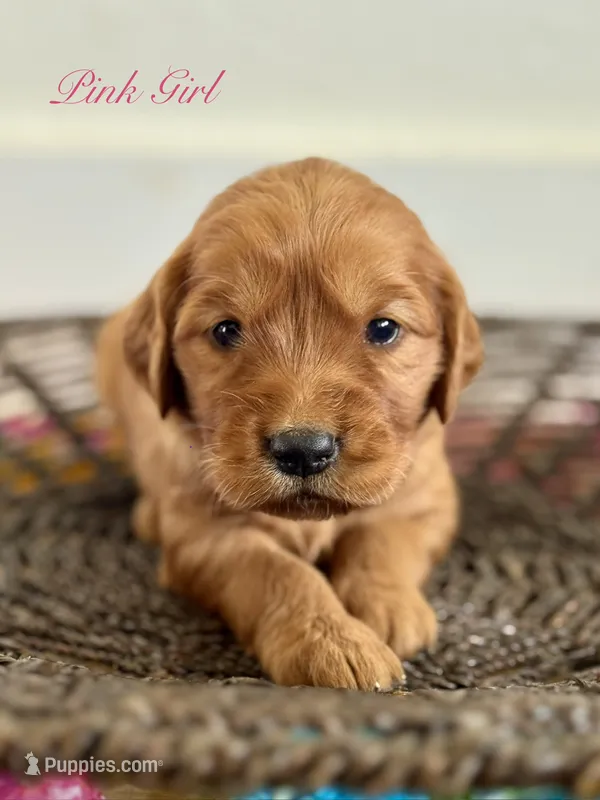 Penny’s Pink Girl – Golden Retriever puppy for sale in Seymour, MO