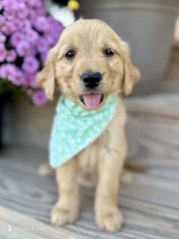 Poppy’s Green Girl 💚 – Golden Retriever puppy for sale in Seymour, MO