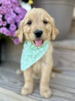 Poppy’s Green Girl 💚, a female Golden Retriever for sale in Seymour, MO – 2 of 8