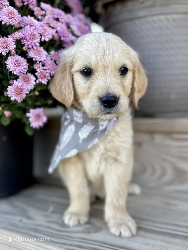 Piper’s Black Boy 🖤 – Golden Retriever puppy for sale in Seymour, MO