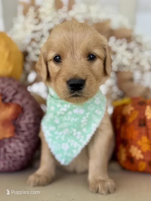 Poppy’s Green Girl 💚 – Golden Retriever puppy for sale in Seymour, MO