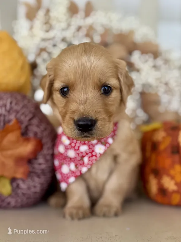 Poppy’s Red Girl ❤️ – Golden Retriever puppy for sale in Seymour, MO
