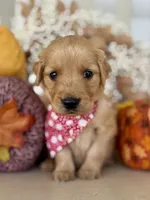 Poppy’s Red Girl ❤️, a female Golden Retriever for sale in Seymour, MO – 2 of 6