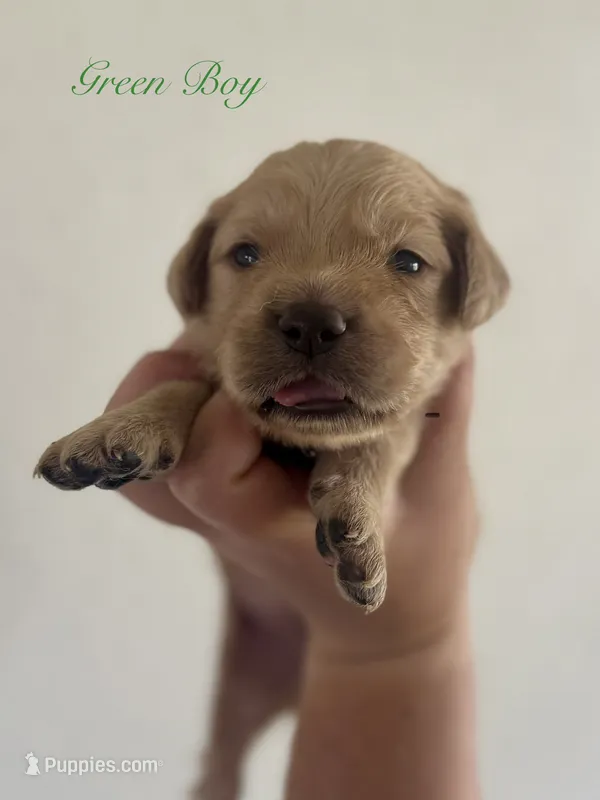 Piper’s Green Boy 💚 – Golden Retriever puppy for sale in Seymour, MO