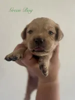 Piper’s Green Boy 💚, a male Golden Retriever for sale in Seymour, MO – 5 of 6