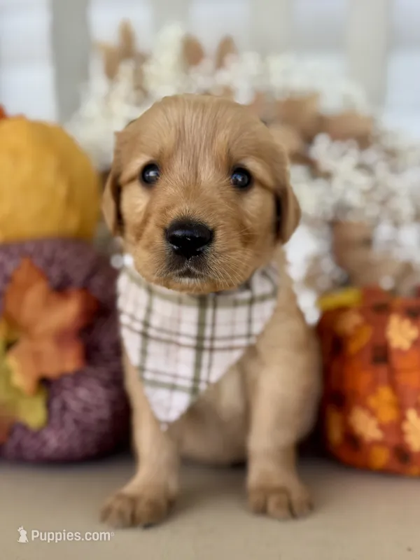 Poppy’s Light Green Boy 💚 – Golden Retriever puppy on hold in Seymour, MO