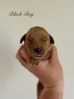 Poppy’s Black Boy 🖤, a male Golden Retriever for sale in Seymour, MO – 1 of 1