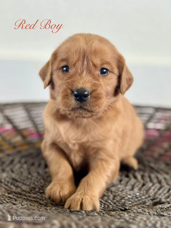 Penny’s Red Boy – Golden Retriever puppy for sale in Seymour, MO
