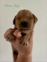 Poppy’s Green Boy 💚, a male Golden Retriever for sale in Seymour, MO – 5 of 6