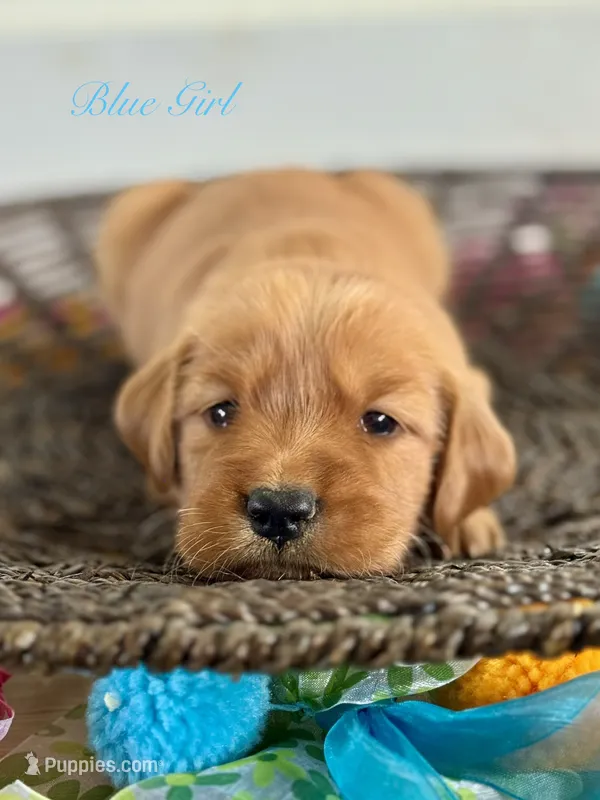 Penny’s Blue Girl – Golden Retriever puppy for sale in Seymour, MO