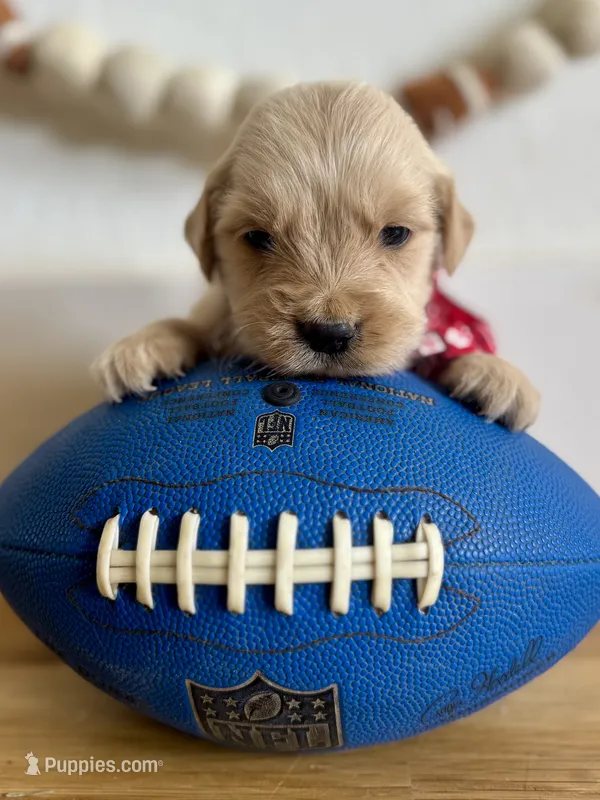 Piper’s Red Boy ❤️ – Golden Retriever puppy for sale in Seymour, MO