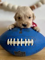 Piper’s Red Boy ❤️, a male Golden Retriever for sale in Seymour, MO – 4 of 7