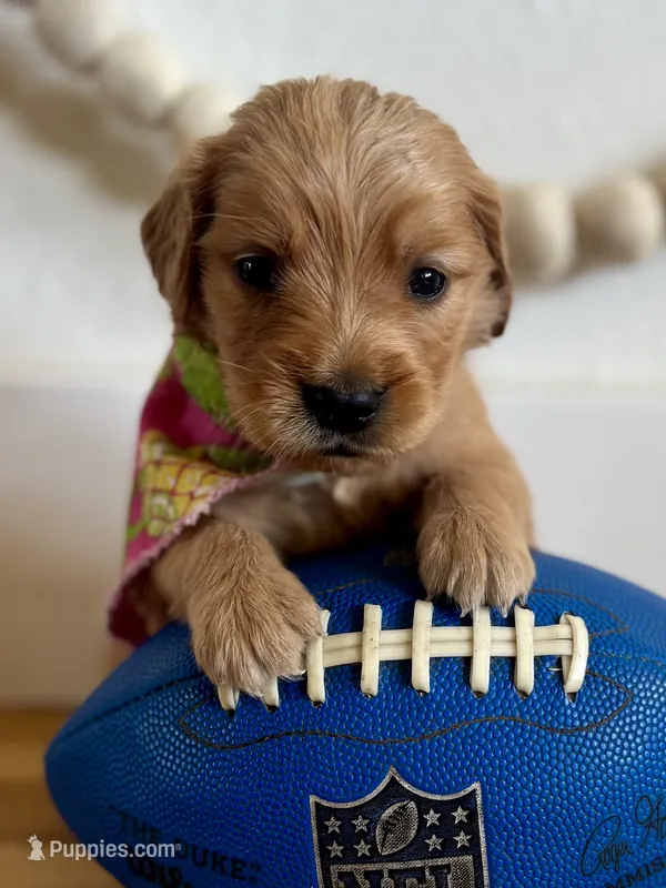 Poppy’s Pink Girl 🩷 – Golden Retriever puppy for sale in Seymour, MO