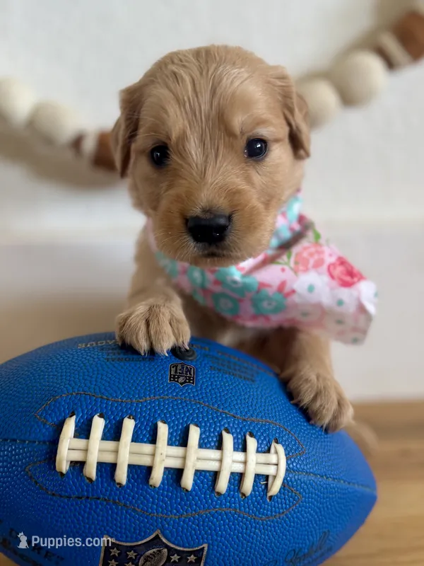 Poppy’s Light Pink Girl 🩷 – Golden Retriever puppy for sale in Seymour, MO