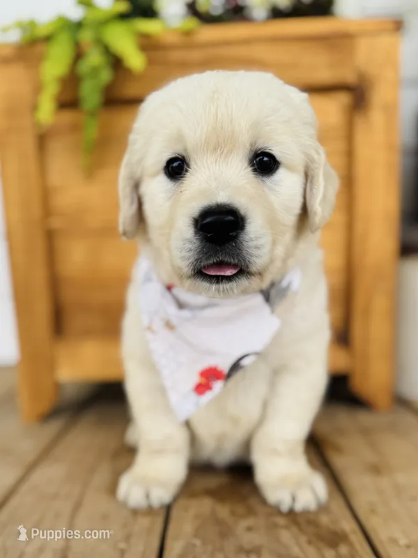 Chloe’s Yellow Boy – English Cream Golden Retriever puppy for sale in Seymour, MO
