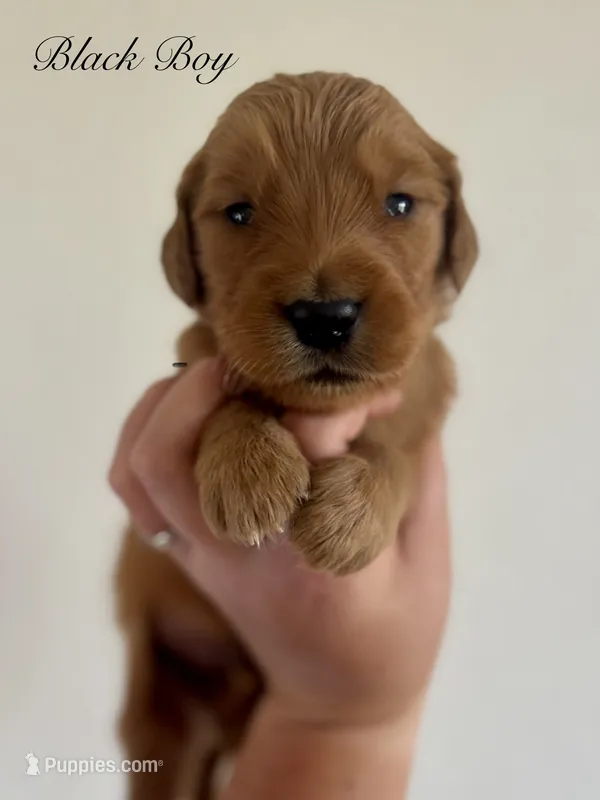 Poppy’s Black Boy 🖤 – Golden Retriever puppy for sale in Seymour, MO