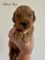 Poppy’s Black Boy 🖤, a male Golden Retriever for sale in Seymour, MO – 4 of 6