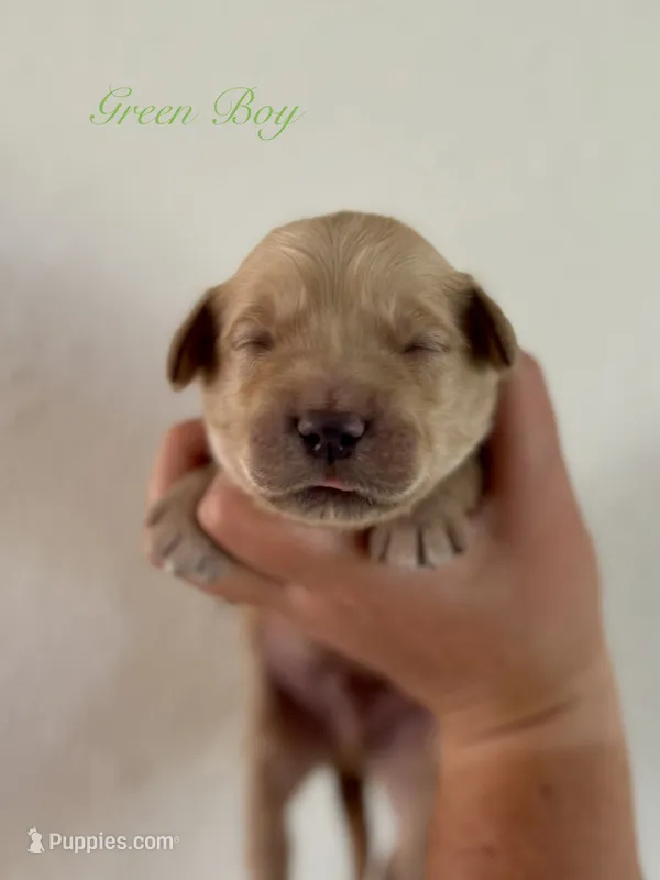 Piper’s Green Boy 💚 – Golden Retriever puppy for sale in Seymour, MO