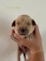 Piper’s Green Boy 💚, a male Golden Retriever for sale in Seymour, MO – 1 of 1