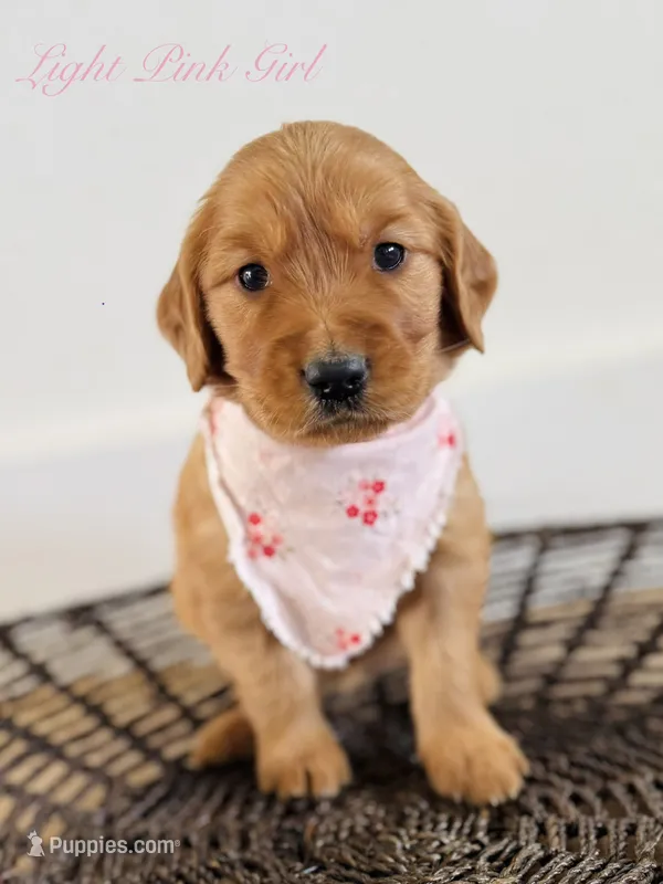 Penny’s Light Pink Girl – Golden Retriever puppy for sale in Seymour, MO
