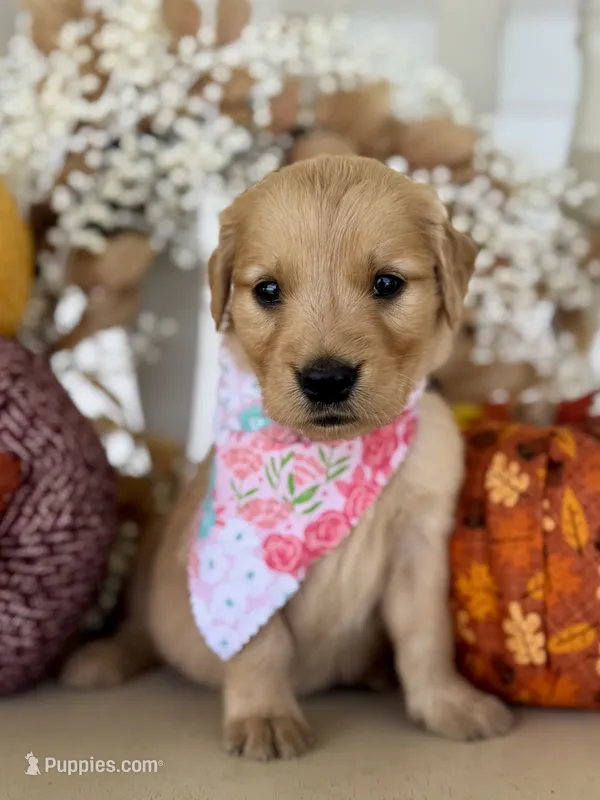 Poppy’s Light Pink Girl 🩷 – Golden Retriever puppy for sale in Seymour, MO