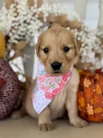 Poppy’s Light Pink Girl 🩷, a female Golden Retriever for sale in Seymour, MO – 3 of 7