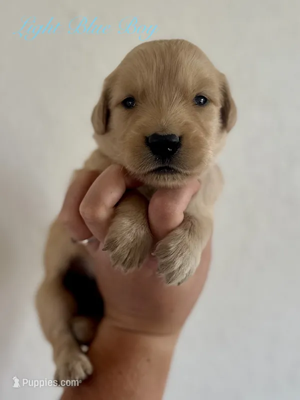 Poppy’s Light Blue Boy 🩵 – Golden Retriever puppy for sale in Seymour, MO