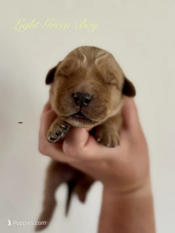 Poppy’s Light Green Boy 💚 – Golden Retriever puppy for sale in Seymour, MO