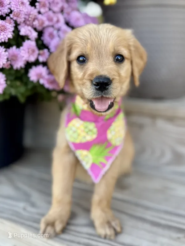 Poppy’s Pink Girl 🩷 – Golden Retriever puppy on hold in Seymour, MO