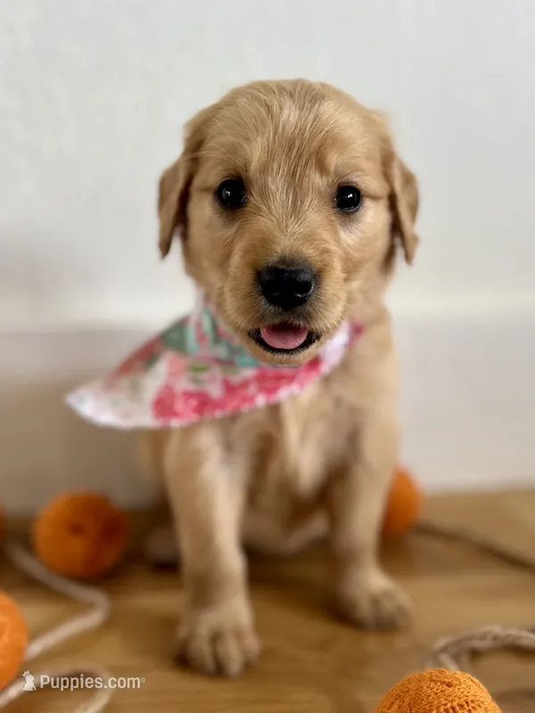 Poppy’s Light Pink Girl 🩷 – Golden Retriever puppy for sale in Seymour, MO
