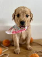 Poppy’s Light Pink Girl 🩷, a female Golden Retriever for sale in Seymour, MO – 2 of 7