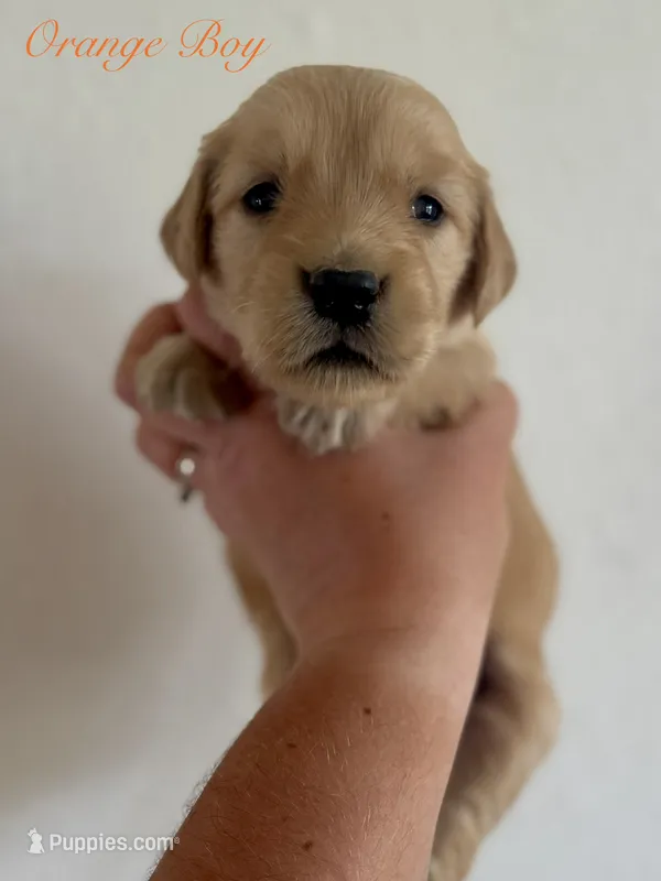 Poppy’s Orange Boy 🧡 – Golden Retriever puppy for sale in Seymour, MO
