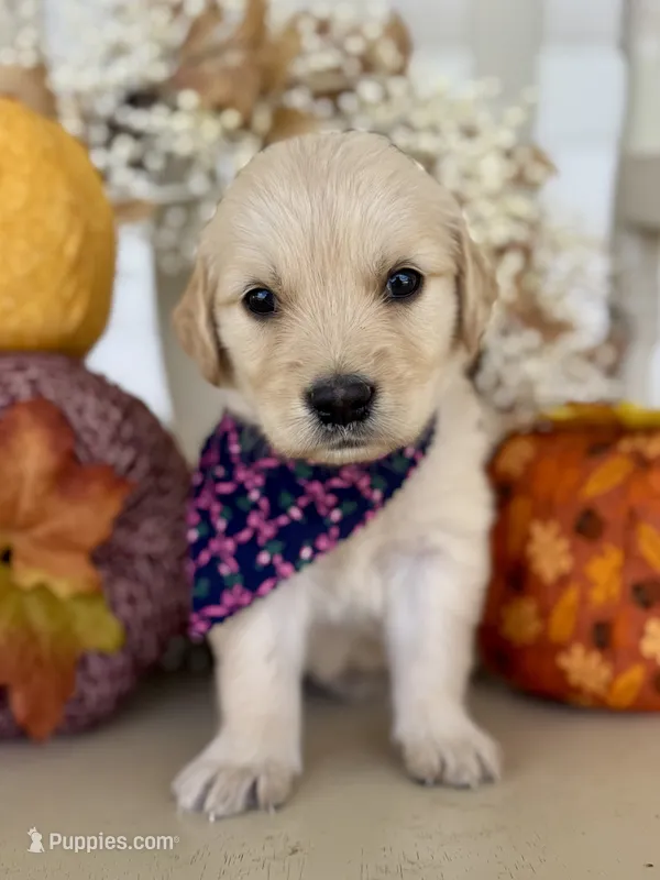 Piper’s Pink Girl 🩷 – Golden Retriever puppy for sale in Seymour, MO