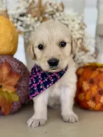 Piper’s Pink Girl 🩷, a female Golden Retriever for sale in Seymour, MO – 3 of 7