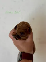 Penny’s Green Girl, a female Golden Retriever for sale in Seymour, MO – 2 of 2